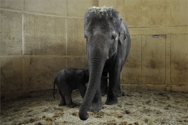 kiselefant_bp_allatkert_2012febr18