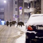 vaddisznok_salgotarjanban_2013febr22