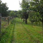 kert_zartkert_gyumolcsos_haztaji_0