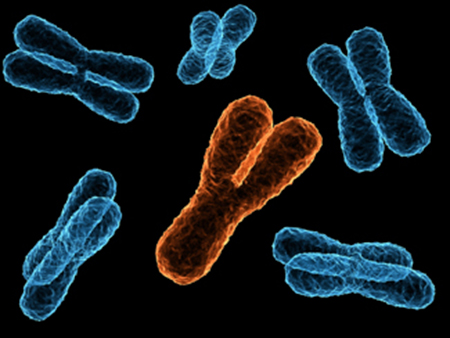 y_chromosome_kromoszoma_y