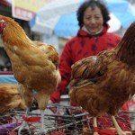 H7N9_madarinfluenza_kina