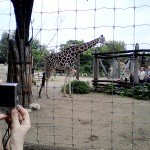 07_allatkert_budapest_2013jul