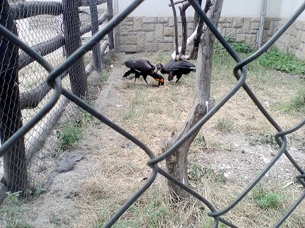 17_allatkert_budapest_2013jul