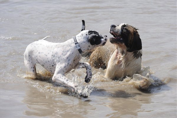 kutyastrand_szeged_2013_kutyak_0