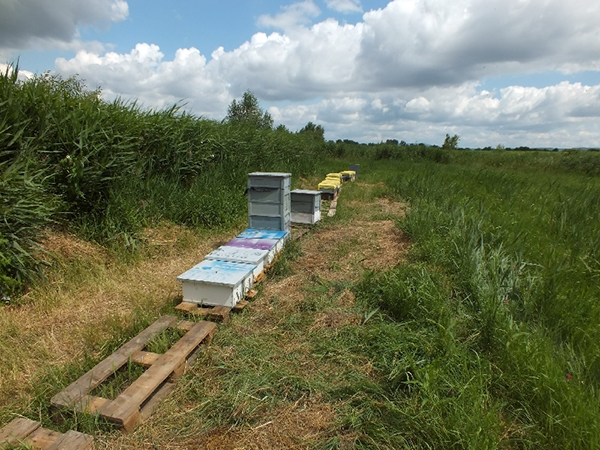 mehek_mehkaptar_tolvaj