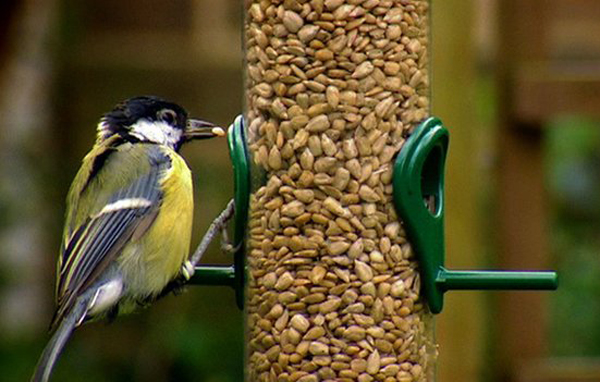 madarak_etetes_madareteto_