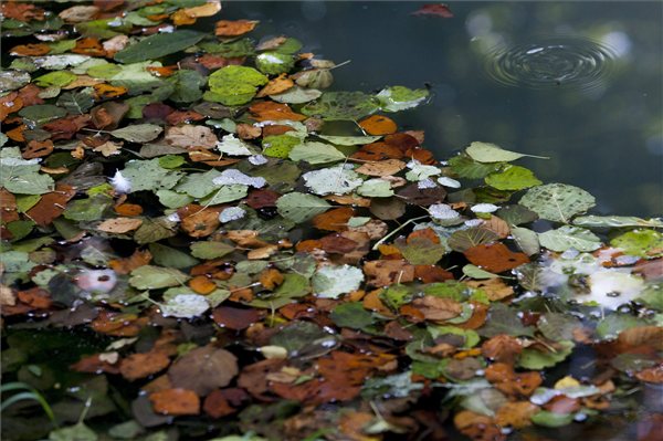 osz_idojaras_zala2013_oszi_lehullott_falevelek