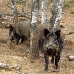 vaddisznok_kicsikkel