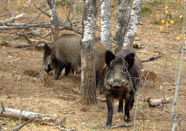 vaddisznok_kicsikkel