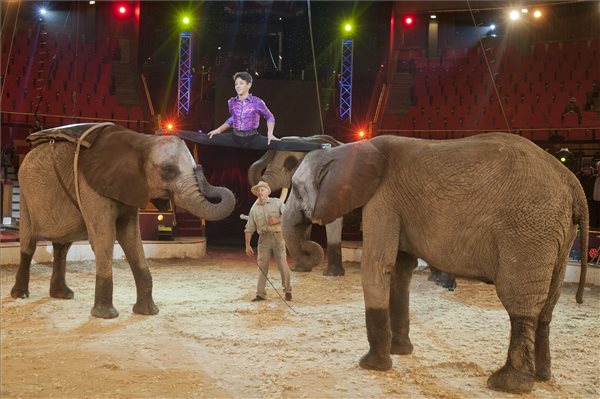 Casselly_nemeto_nemzetkozi_cirkuszfesztival_2014jan_bp