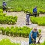 rizstermesztes_kina