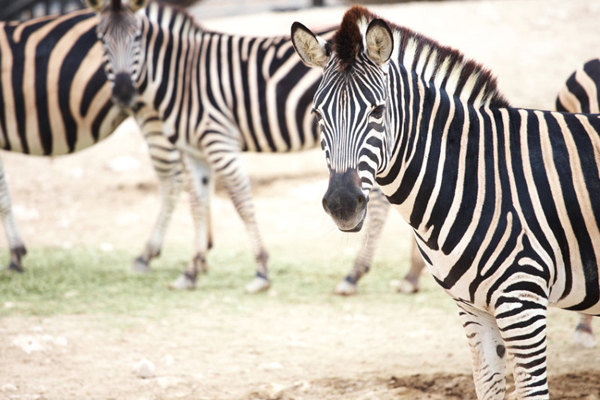 zebra_zebrak_afrika_vadallat