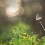 varazsgomba_drog_agy_hatas_0