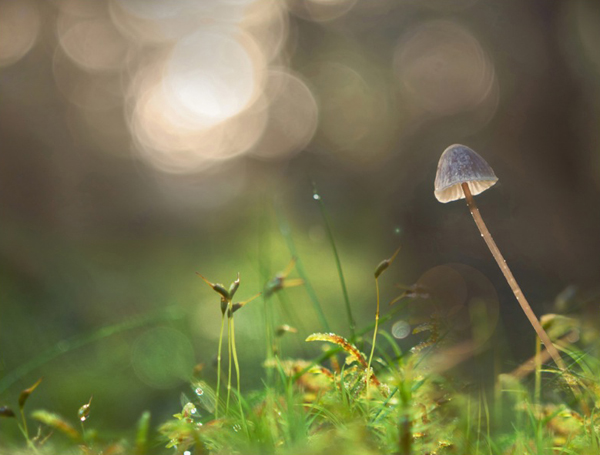 varazsgomba_drog_agy_hatas_0