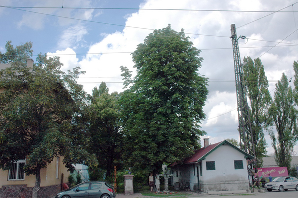 budaorsi_palyaudvar_mav_allomas_vadgesztenye_ev_faja