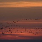 madarak_darvak_daru_Grus_grus_balmazujvarso2014nov24