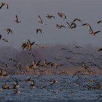 madarak_nyari_ludak_anser_anser_es_nagy_lilikek_anser_albifrons_balmazujvarso2014nov24