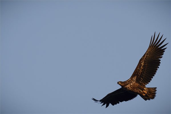 madarak_retisas_Haliaeetus_albicilla_balmazujvarso2014nov24