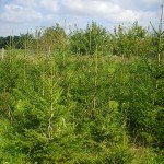 karacsonyfa_gazdapiac