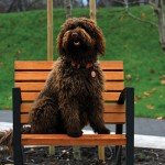 kutyabarat_egyesulet