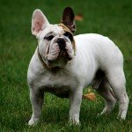 kutyabarat_egyesulet10