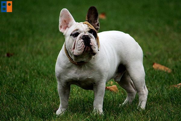 kutyabarat_egyesulet10