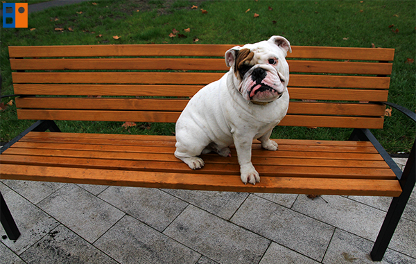 kutyabarat_egyesulet11