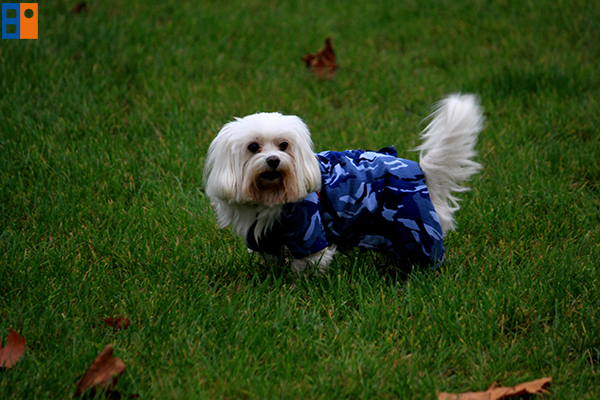 kutyabarat_egyesulet2