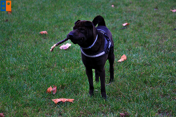 kutyabarat_egyesulet3