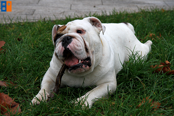 kutyabarat_egyesulet3s