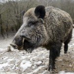 Vaddiszno_Sus_scrofa_ipoly_erdo2015