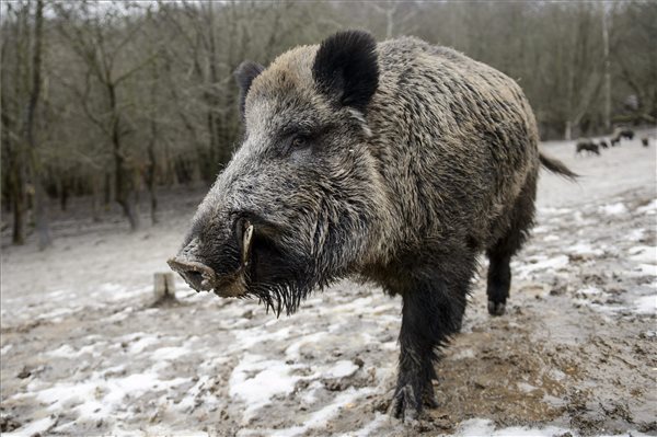 Vaddiszno_Sus_scrofa_ipoly_erdo2015