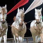 magyar_cirkuszcsillagok_lovas_akrobatika_hungarikum