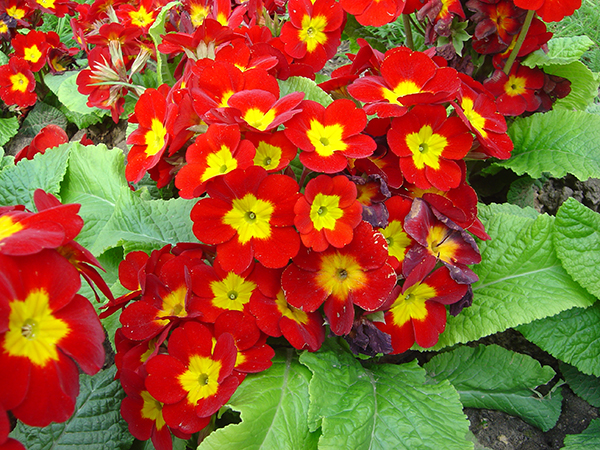 primula