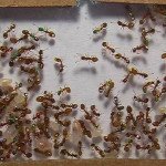 hangya_hangyak_Temnothorax_rugatulus