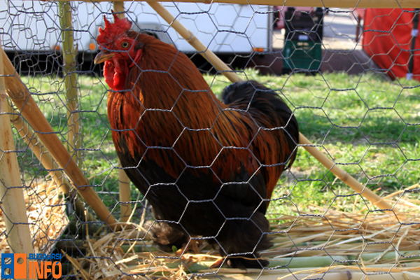 szarnyas_szepsegverseny13