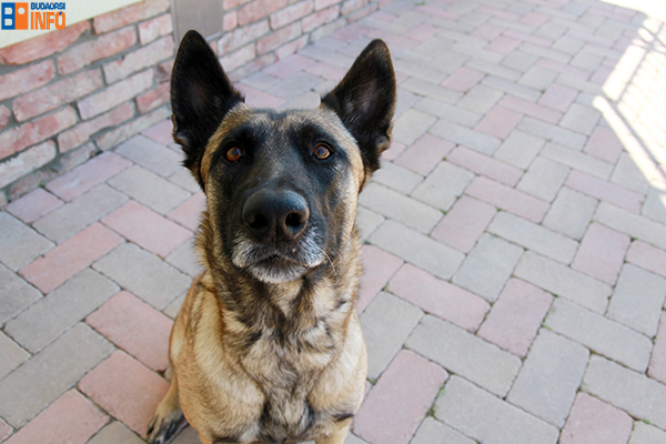 gere_attila_rendorkutya_szoszi