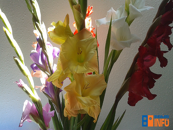 kardvirag_koszontes_viragcsokor