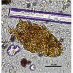 oskokori_viragpollen