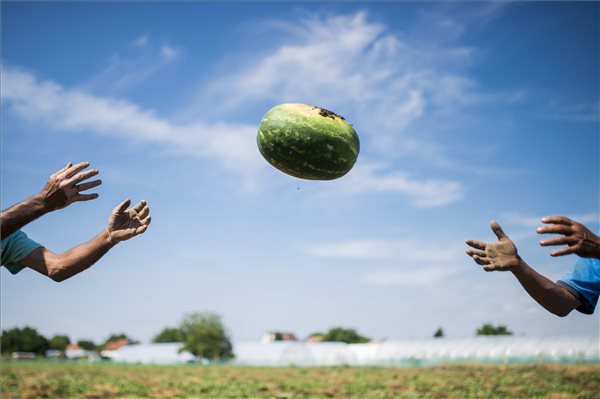 dinnye_gorogdinnye_2015