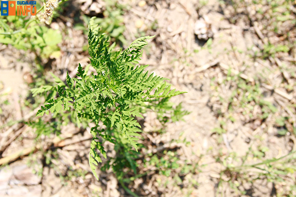 europmed_melletti_terulet6