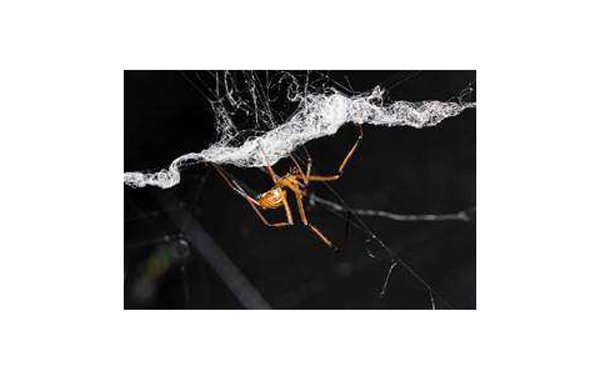 fekete_ozvegy_himpok_