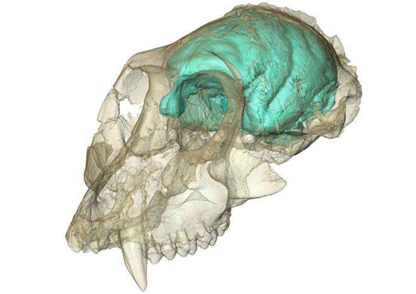 ovilagi_majmok_15_millio_eves_koponya
