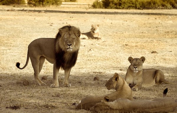 zimbabwe_cecil_oroszlan