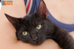 budaorsiallatmenhelymacska5