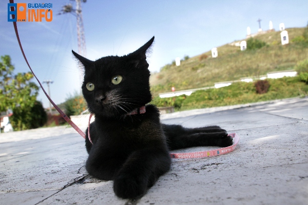 budaorsiallatmenhelymacska8