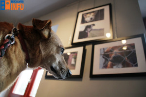 budaorsiallatmenhely_ocsi5