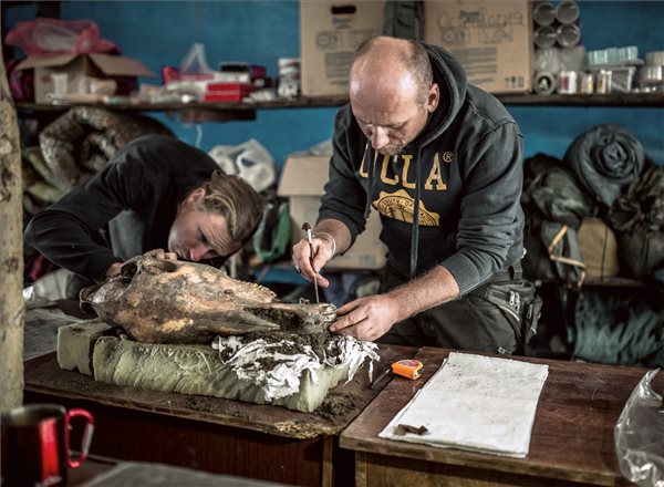 Lichtenstein Lászó archeozoológus (j) egy 9. századi lófejet vizsgál az oroszországi Uelgi-tó közelében