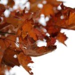 osz_oszi_falevelek_oszi_idojaras