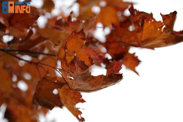 osz_oszi_falevelek_oszi_idojaras